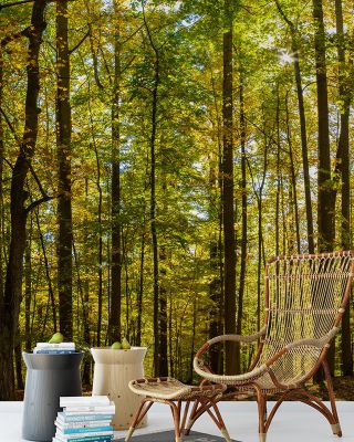 Forest - Exploring Nature's Beauty and Tranquility